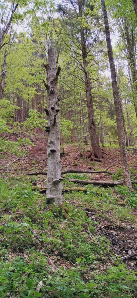 Za cvičnou DofE expedíciou! - ZŠ Narnia, Banská Bystrica