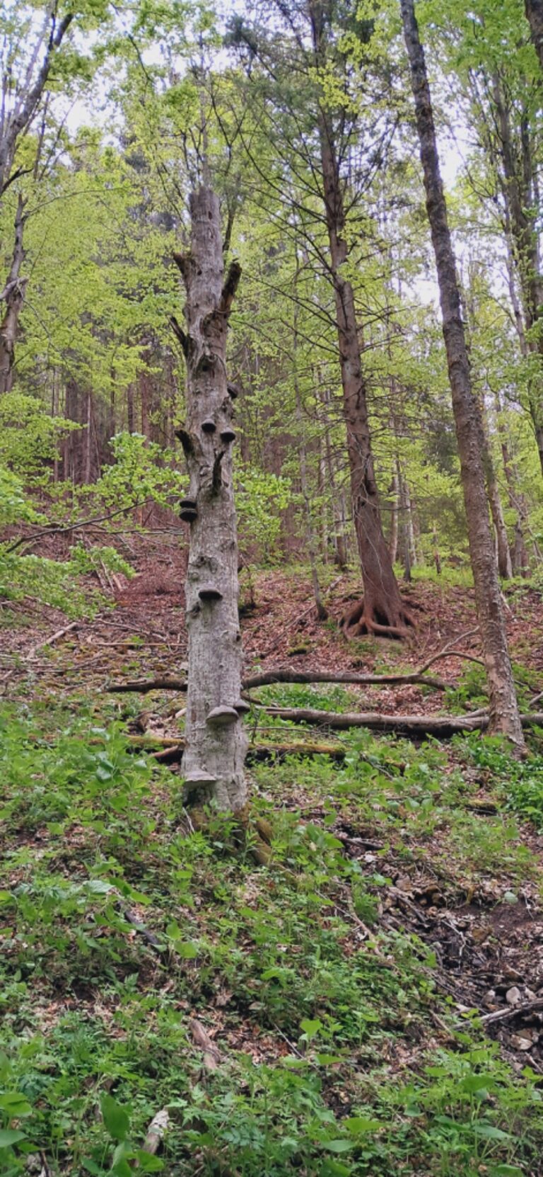 Za cvičnou DofE expedíciou! - ZŠ Narnia, Banská Bystrica